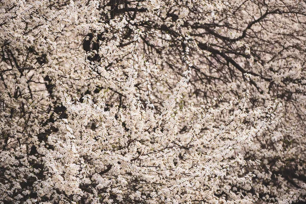Pruimenbloemen bloeien — Stockfoto