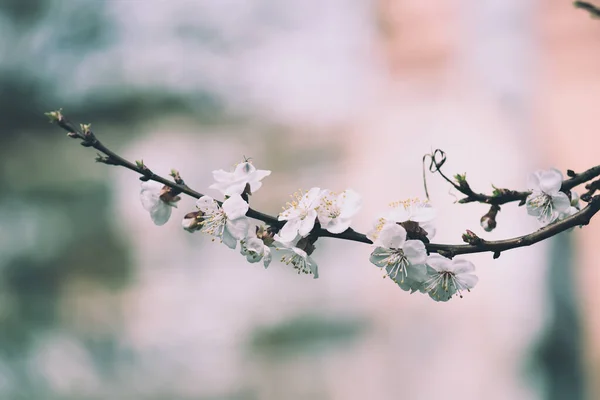 Kayısı ağacı çiçekleri — Stok fotoğraf
