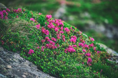 Doğada Rhododendron çiçekleri