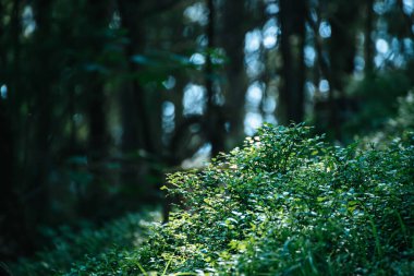 Karanlık kasvetli orman