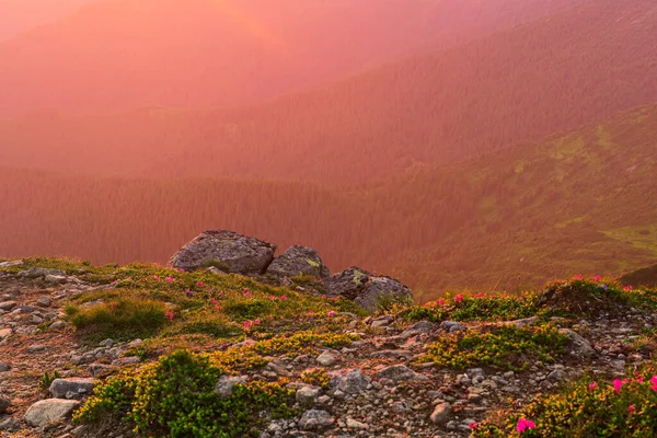 Mlhavá ranní krajina — Stock fotografie