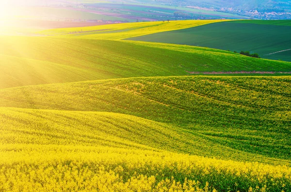 Rapsgelb-grünes Feld im Frühling — Stockfoto