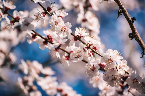 Floresce de damasco — Fotografia de Stock