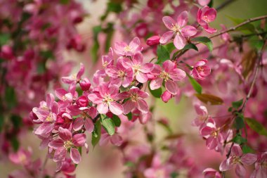 Kırmızı elma çiçekleri.