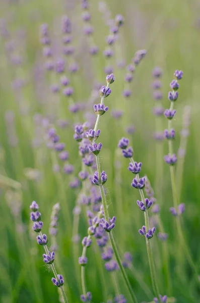 Lavanda hermosas flores — Foto de Stock