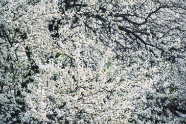 Erik çiçekleri açar.