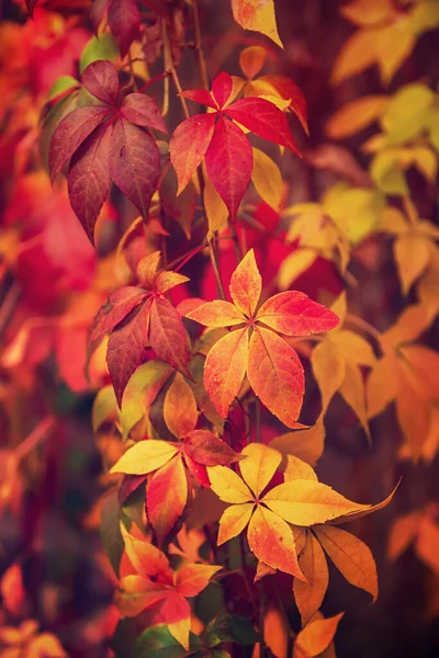 Folhas vermelhas de uva selvagem — Fotografia de Stock