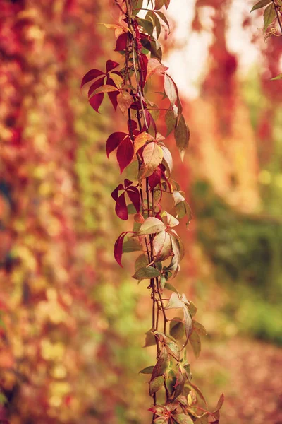 Dzikie liście winogron — Zdjęcie stockowe