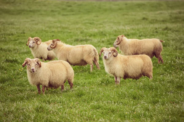 Pâturage des moutons en Islande — Photo