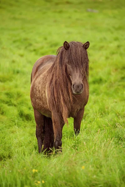 Cavalo iceládico único — Fotografia de Stock