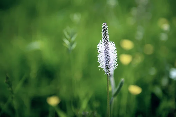 Jarní bílé květy — Stock fotografie