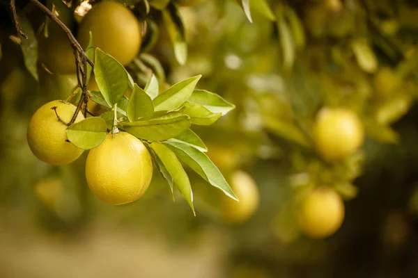 Jardin orange aux fruits — Photo