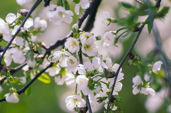 Kersen bloemen frame — Stockfoto