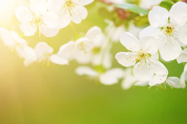 Cornice fiori di ciliegio — Foto Stock