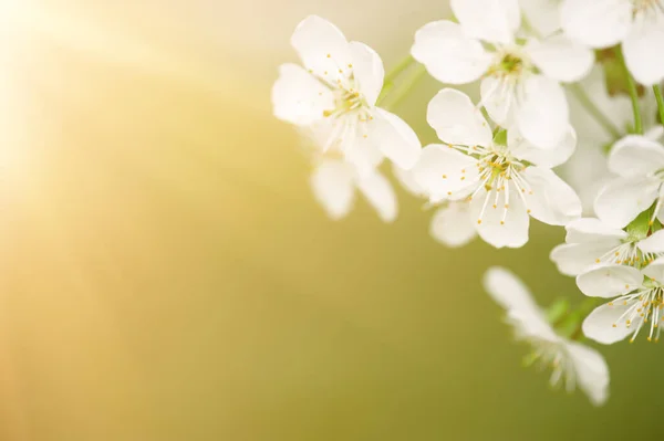 Cherry flowers frame — Stock Photo, Image