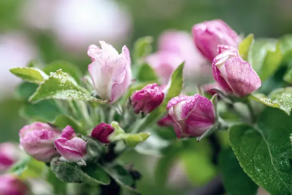 苹果树花 — 图库照片