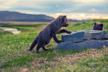 Kutup tilkisi yavrusu