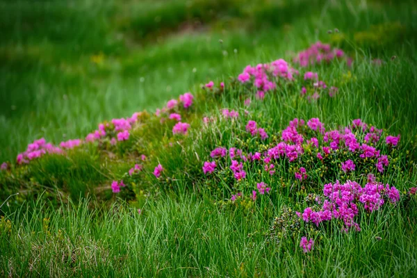 Flores de rododendro en la naturaleza —  Fotos de Stock