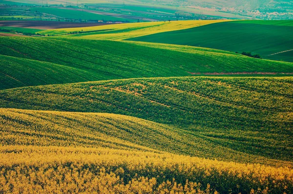 Colza campo verde amarelo na primavera — Fotografia de Stock