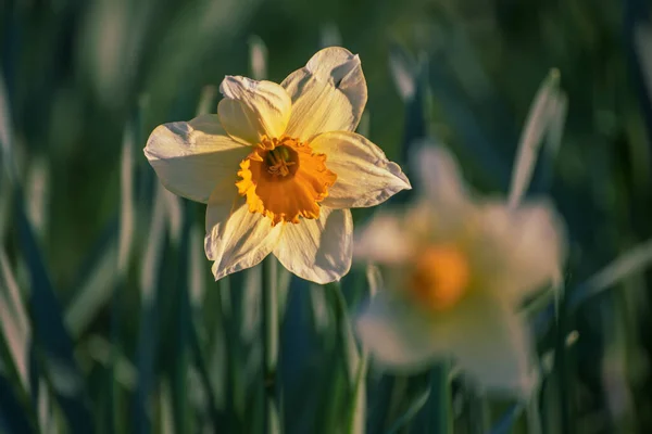 Krásné žluté narcisy — Stock fotografie