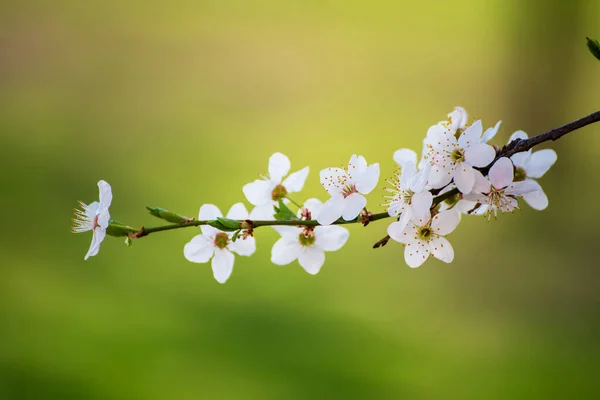 梅春の花 — ストック写真