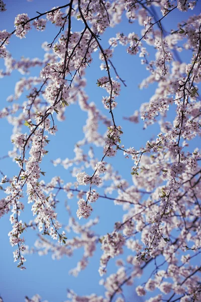 Marillenbaumblüte — Stockfoto