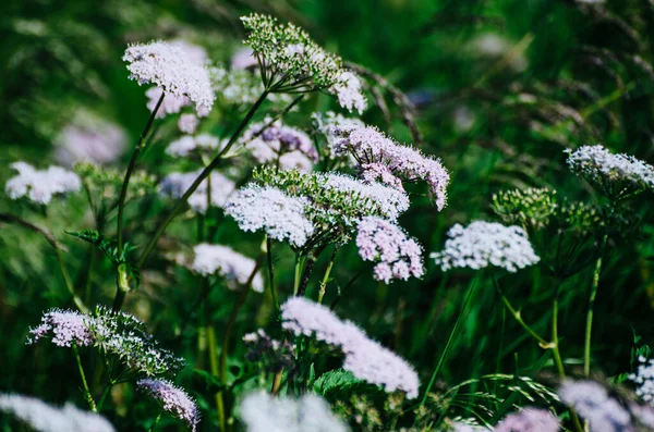 Primavera fiori bianchi — Foto Stock