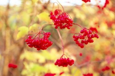 Vahşi doğada yetişen kırmızı viburnum meyveleri. Avrupa viburnum üzümleri, doğada olgun kırmızı, yenilebilir viburnum meyveleri. Ağacın üstünde olgun viburum meyveleri. Sonbahar arkaplanı