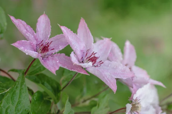 Akasma Çiçek Yeşil Bir Arka Plan Üzerinde — Stok fotoğraf