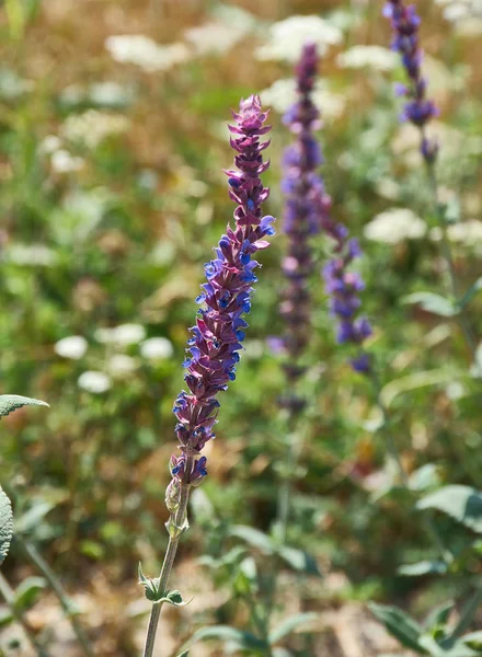 Salvia deserta  perennial plant that is native to Xinjiang province in China, and the countries of Kazakhstan and Kyrgyzstan