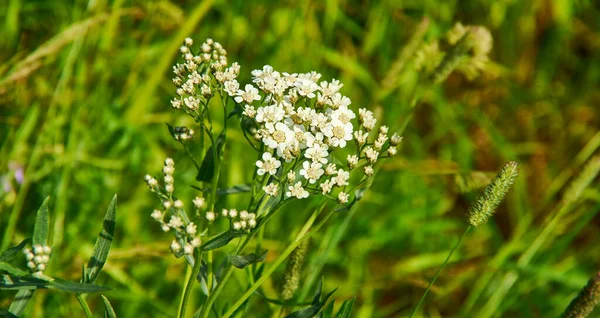 Capsella bursa-pastoris, shepherd\'s purse because of its triangular flat fruits, which are purse-like, is a small annual and ruderal flowering plant
