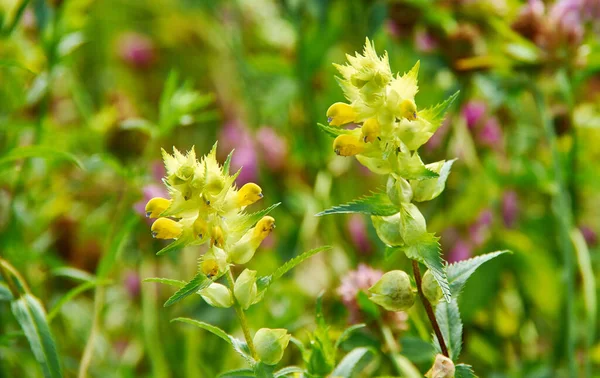 Rhinanthus angustifolius,   narrow-leaved rattle or greater yellow-rattle,  annual wildflower native to temperate grasslands in much of Europe, and north and central Western Asia.