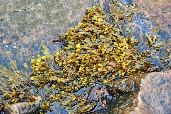 White Sea Fucus Belomorsky , Brown algae,  genus of brown algae found in the intertidal zones of rocky seashore