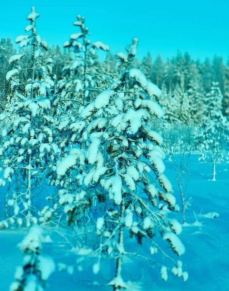 White forest covered with snow view from above. Winter forest aerial view.