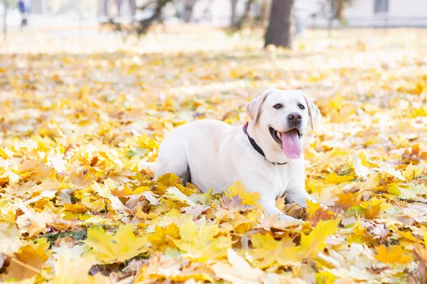フォア グラウンドのフォーカスの秋の公園でかわいいラブラドル レトリーバー犬 — ストック写真
