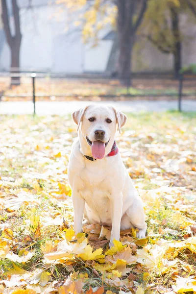 フォア グラウンドのフォーカスの秋の公園でかわいいラブラドル レトリーバー犬 — ストック写真