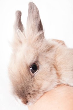 Küçük komik Hollandalı tavşan (beyaz arka plan üzerinde izole tutan kadın)