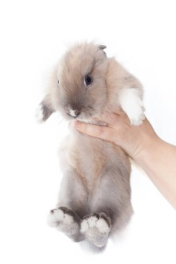 Küçük komik Hollandalı tavşan (beyaz arka plan üzerinde izole tutan kadın)