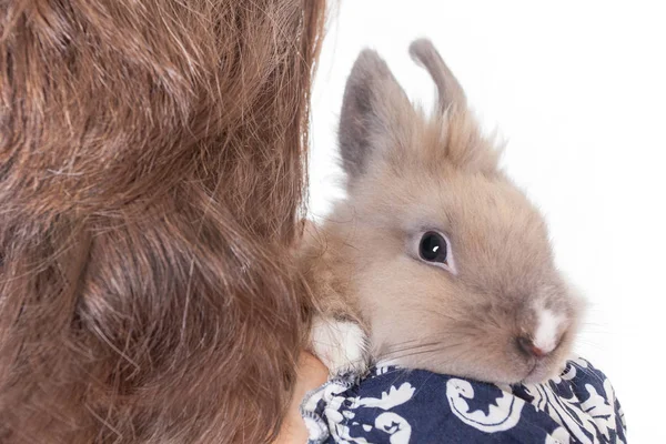 Kleines Lustiges Holländisches Deko Kaninchen Sitzt Auf Der Schulter Einer — Stockfoto