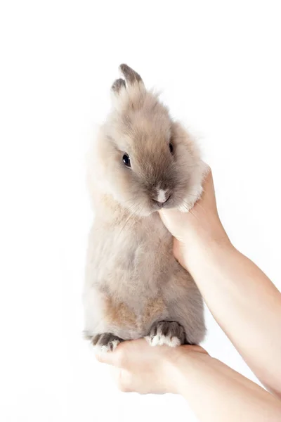 Frau Hält Ein Kleines Lustiges Holländisches Kaninchen Isoliert Auf Weißem — Stockfoto