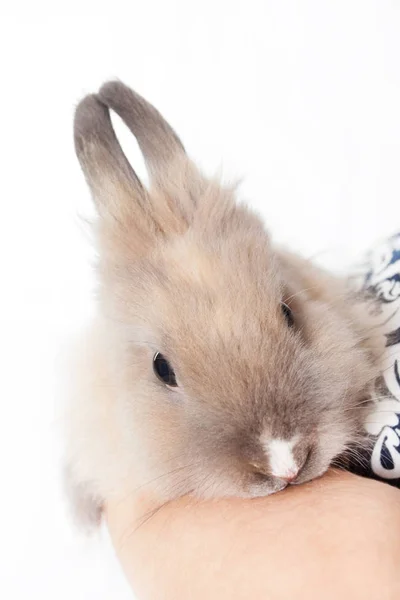 Жінка Тримає Маленького Смішного Обов Язкового Кролика Ізольованого Білому Тлі — стокове фото