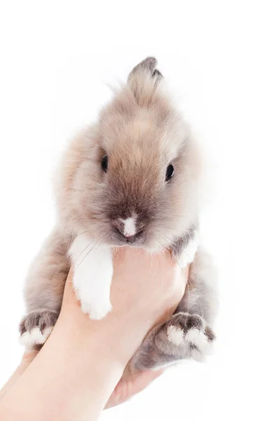 Frau Hält Ein Kleines Lustiges Holländisches Kaninchen Isoliert Auf Weißem — Stockfoto