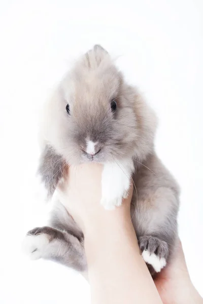 妇女举行一个小滑稽的荷兰兔子 被隔绝在白色背景下 — 图库照片