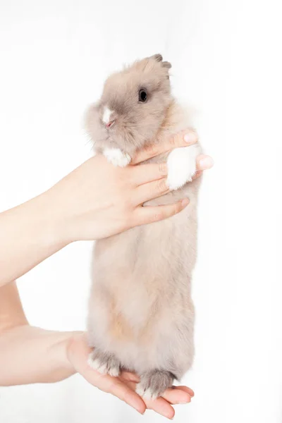 Frau Hält Ein Kleines Lustiges Holländisches Kaninchen Isoliert Auf Weißem — Stockfoto