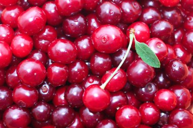 Olgun kirazların arkaplanı.