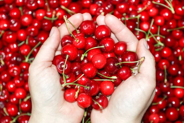 Färska Körsbär Frukt Handen Sweet Cherry Bakgrund Visa Från Ovan — Stockfoto