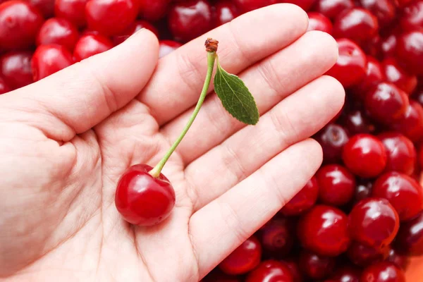 Cherry Rękach Kobiety Przed Świeżo Zebranych Upraw — Zdjęcie stockowe