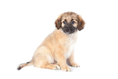 Beyaz arka planda izole edilmiş Golden retriever (çoban) köpeği.