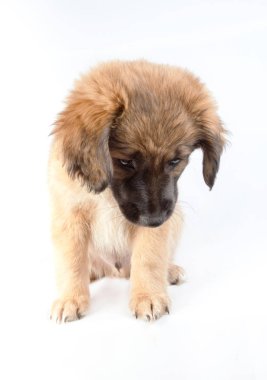 hasta, suçlu köpek yavrusu golden retriever (çoban)