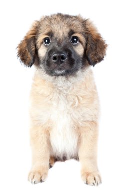 Beyaz arka planda izole edilmiş Golden retriever (çoban) köpeği.